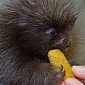 This Baby Porcupine Might Just Be the Cutest Thing Ever