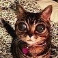 This Big-Eyed Cat Might Just Be an Alien Overlord, No Joke