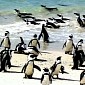 This May Be the World's Most Penguin and Seals Crowded Beach