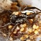 This Mother Spider Lets Her Babies Feast on Her Liquefied Guts
