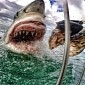 This Photo of a Great White Shark Has Rightfully Gone Viral