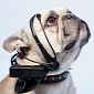 This Telepathic Headset Will Let Your Dog Voice His Needs – Video
