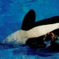 This Year's March Is “Sea World Month,” San Diego Mayor Rules