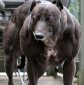 This Is Real: Meet the Schwarzenegger of the Dogs!