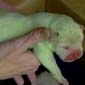 Meet the World's First Dog Born Green