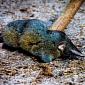 Thor's Hero Shrew's Spine Is Strong Enough to Support the Weight of a Man