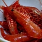 Thousands of Dead Prawns Wash Ashore on a Beach in Chile