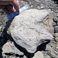 Thousands of Dinosaur Footprints Unearthed Along Alaska's Yukon River