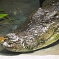 Thousands of Endangered Siamese Crocodiles Rescued by Border Police