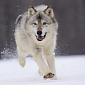 Thousands of Wolf Attacks Force Russia to Enter a State of Emergency