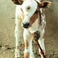 Three-Eyed Cow Born in India Is Now Worshipped as a God