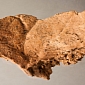 Three Neanderthal Fossils Uncovered in Spain