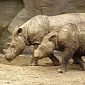 Three Rhino Populations Disappear, as Natives Think Their Horns Cure Cancer