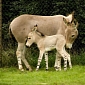 Three Somali Wild Ass Foals Born at Woburn Safari Park in England