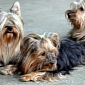 Three Yorkshire Terriers Are the Newest Attraction at North Korean Zoo
