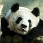 Tian Tian, Britain's Only Female Giant Panda, Might Be Expecting