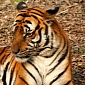 Tiger Allegedly Killed, Skinned by Poacher in India