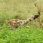 Tiger Caught in Barbed Wire Fence Rescued by Villagers