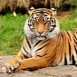 Tiger Census Now Underway in India