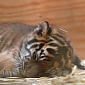 Tiger Cub at the San Francisco Zoo Makes Its First Public Appearance