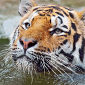 Tiger Decline Appears Unstoppable