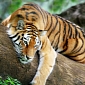 Tiger Found Dead in India's Kaziranga National Park