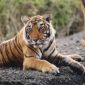 Tiger Habitat Down From Just A Decade Ago