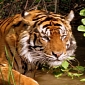 Tiger Mauls 24-Year-Old Woman to Death