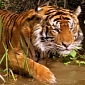 Tiger Poaching in India Is at Its Highest Level in 7 Years