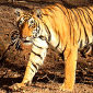 Tiger Populations Can Rebound if Protected