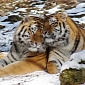 Tigers Change Their Behavioral Patterns to Avoid People, Study Argues