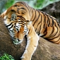 Tigers Nearly Stoned to Death by Villagers in India