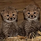 Tiny, Annoyingly Cute Cheetah Cubs Thriving at Zoo in the Netherlands