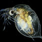 Tiny Crustacean Features Most Genes of All Animals