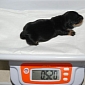 Tiny Dachshund Puppy Is Britain’s First Cloned Dog