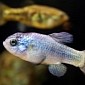 Tiny Fish Can Go an Impressive 5 Hours Without Breathing, Study Finds