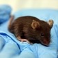 Tiny Motors Powered by Stomach Acid Go for a Spin Inside Lab Mice