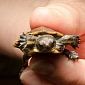 Tiny Turtles Hope to Save Their Entire Species