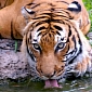 To Save Tigers from Extinction We Must Protect Their Prey