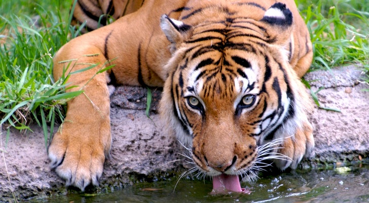 To Save Tigers from Extinction We Must Protect Their Prey