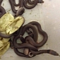 Toddler Incubates, Hatches Seven Deadly Snakes in His Closet