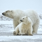 Tokyo Zoo Mistook Female Polar Bear for a Male