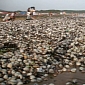 Tonnes of Clams and Crabs Wash Ashore, Russian People Gather for the Feast