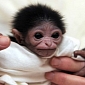 Too-Cute-for-Words Baby Gibbon Born at Jackson Zoo in Mississippi