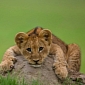 Too-Cute-for-Words Lion Cubs Born at Zoo in the Gaza Strip