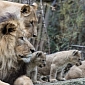 Too-Cute-for-Words Lion Cubs Thriving at Zoo Basel in Switzerland