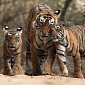 Too Much Money Is Spent on Trying to Protect India's Tigers