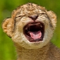 Toothless Baby Lion Smiles for the Camera