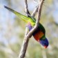 Top 10 Outstanding Parrot Traits