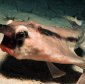 Top 10: Weirdest Fish of the Reef